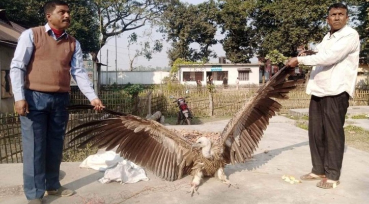 উড়তে উড়তে ক্লান্ত হয়ে মাটিতে পড়ে যায় শকুনটি